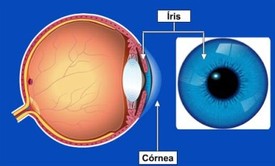 Anatomia e Fisiologia do Olho - Ericka Brasil de Menezes Massa ...
